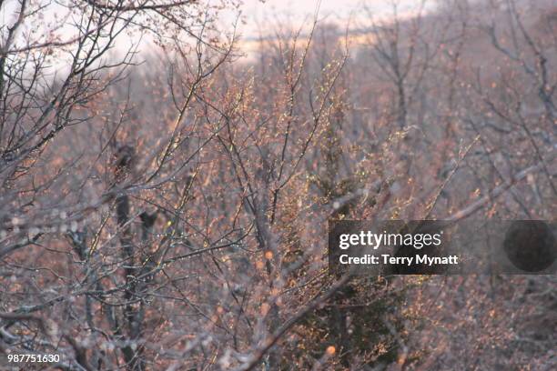 winter fireflies 1 - terry woods stock pictures, royalty-free photos & images