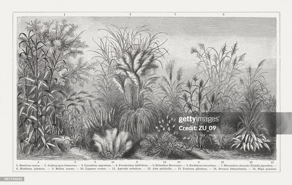 Grasses, wood engraving, published in 1897