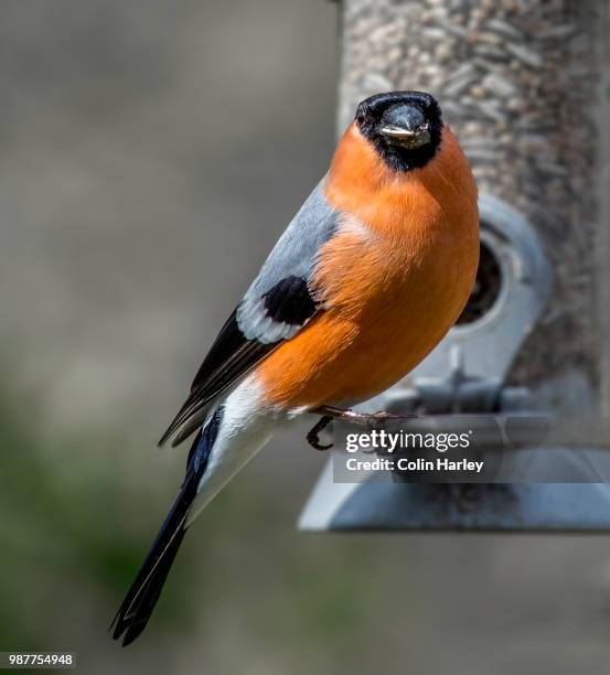 bullfinch - harley bird stock pictures, royalty-free photos & images