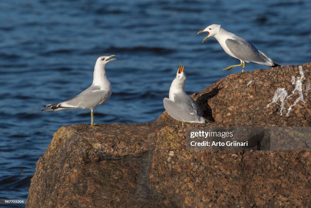 Gulls concerto