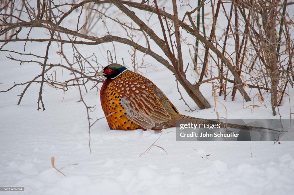 Ring Necked Pheasant