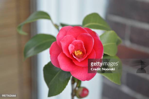 bloem baksteen kozijn (flower, brick, window) - bloem plant stock pictures, royalty-free photos & images