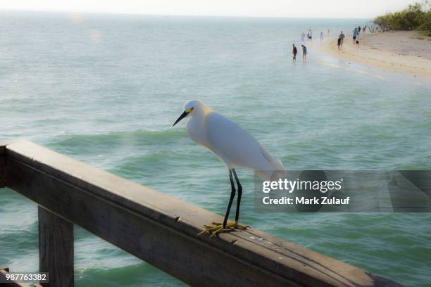 egret on the rail - st helena stock pictures, royalty-free photos & images