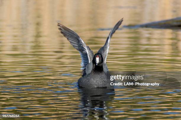 american coot - american coot stock pictures, royalty-free photos & images