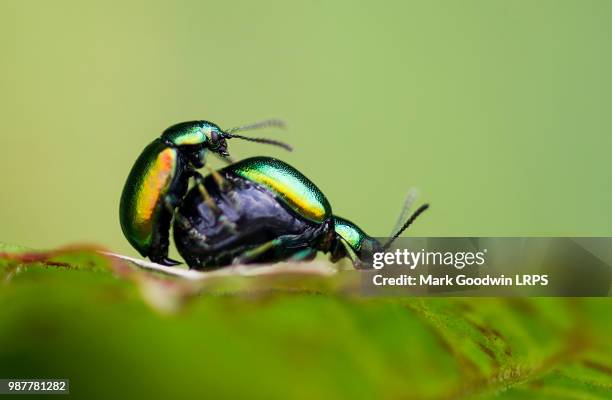 chrysolina menthastri - chrysolina stock pictures, royalty-free photos & images