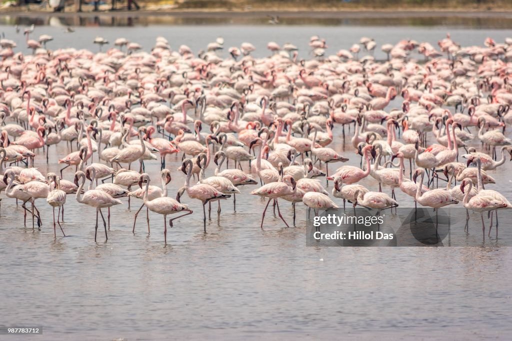 Flamingos-9