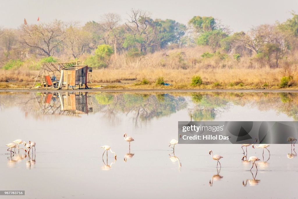 Flamingos-4