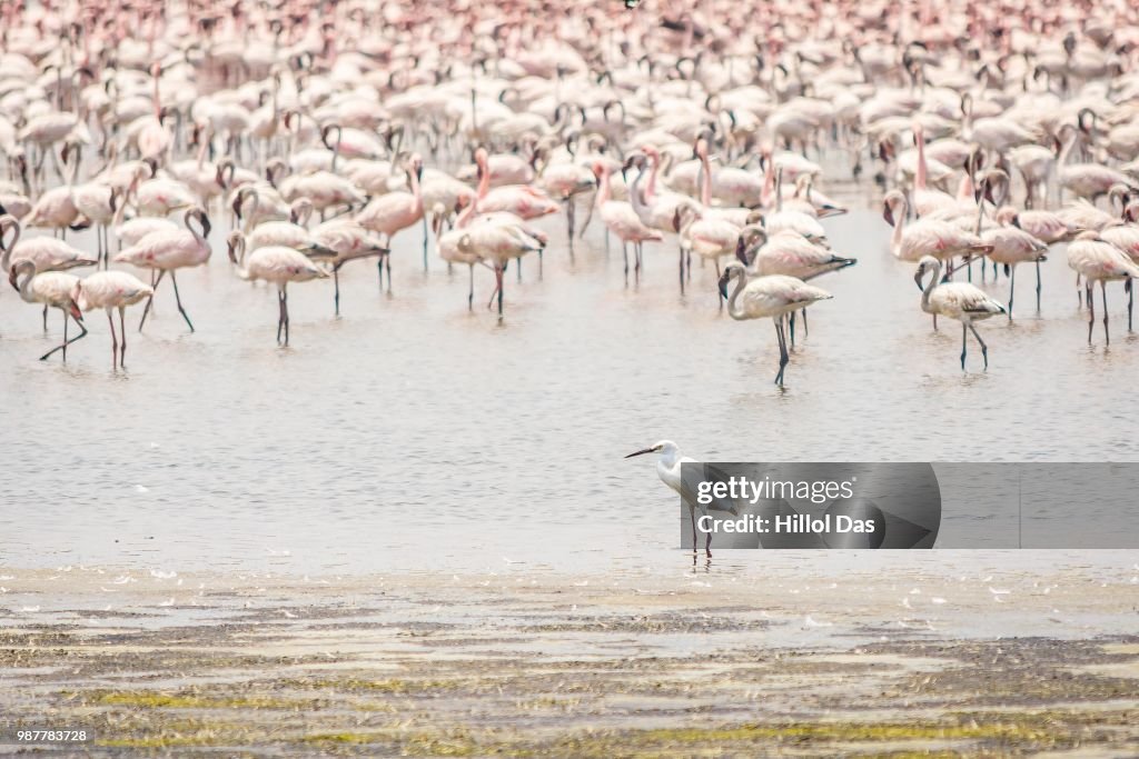 Flamingos-5