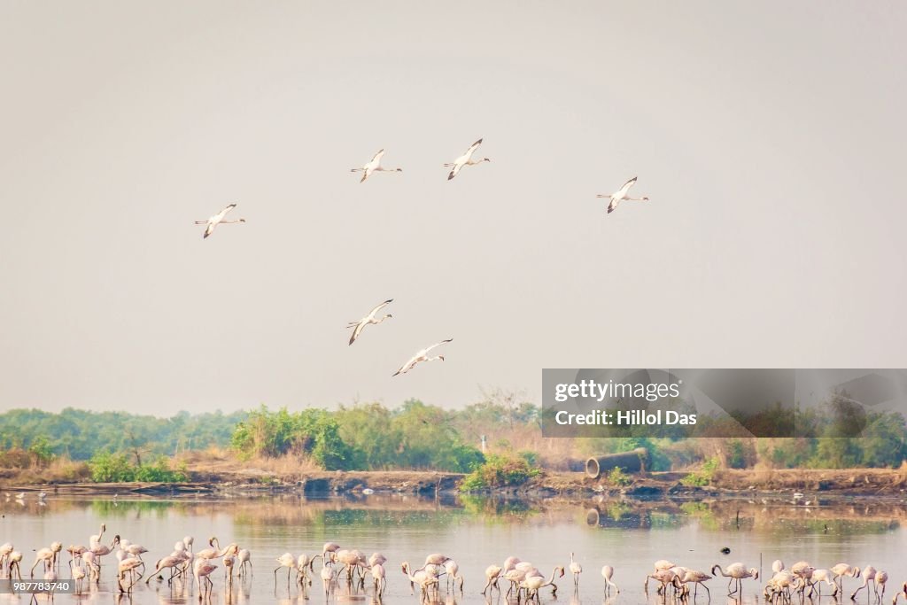 Flamingos-1