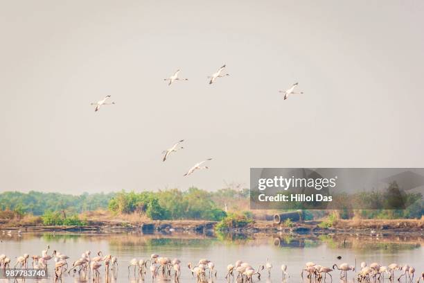 Flamingos1 High-Res Stock Photo