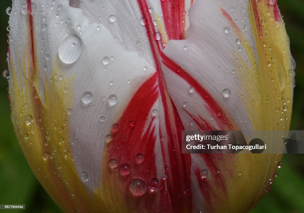 Tulip after rain