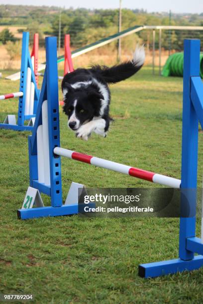 dog agility - dog agility stock pictures, royalty-free photos & images