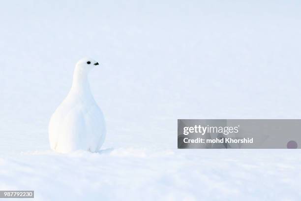 snow white - ptarmigan stock pictures, royalty-free photos & images