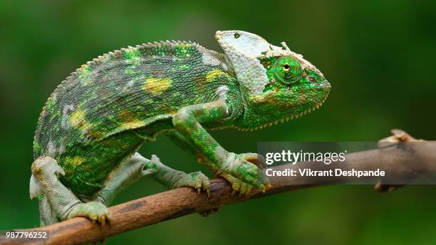 chameleon - veiled chameleon stock pictures, royalty-free photos & images