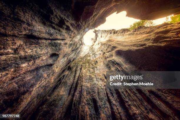 inside a giant sequoia tree - sequoia stock pictures, royalty-free photos & images