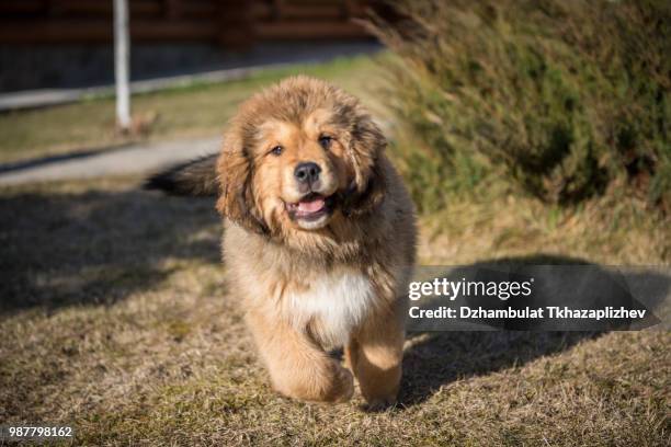 tibetan mastiff - tibetan mastiff stock pictures, royalty-free photos & images