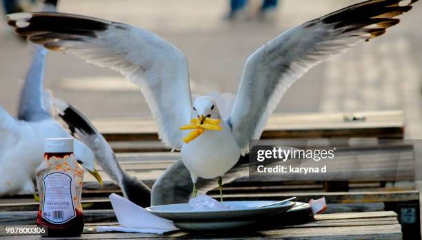 gull lunch - seagull food stock pictures, royalty-free photos & images