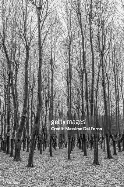 trees - forno stock pictures, royalty-free photos & images