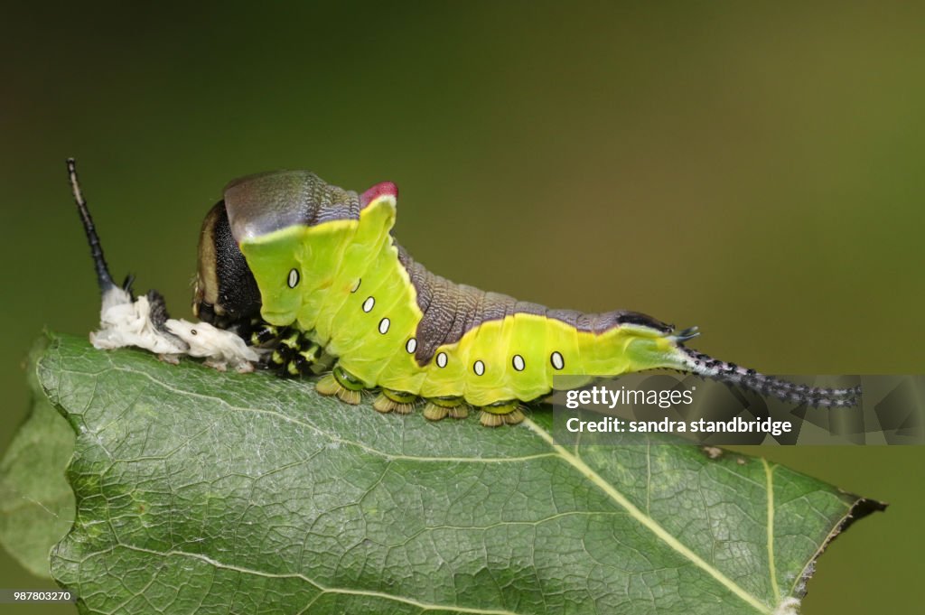 A Puss Moth Caterpillar (Cerura vinulais) resting on an Aspen tree leaf (Populus tremula) in woodland just after it has shed its skin.