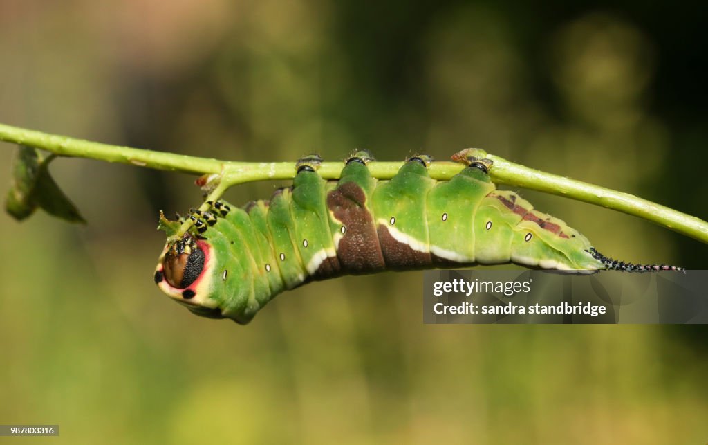 A stunning Puss Moth Caterpillar (Cerura vinulais) resting upside down on an Aspen tree (Populus tremula) in woodland .