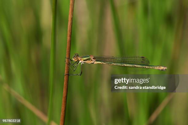 a beautiful female emerald damselfly (lestes sponsa) perching on a reed at the edge of the water. - sponsa stock-fotos und bilder