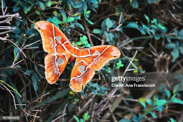 butterfly - ana silva stock pictures, royalty-free photos & images