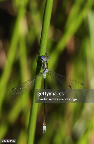 a pretty male emerald damselfly (lestes sponsa) perching on a reed at the edge of the water. - sponsa stock-fotos und bilder