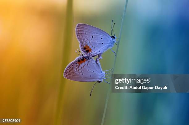 color of love - dayak stock pictures, royalty-free photos & images