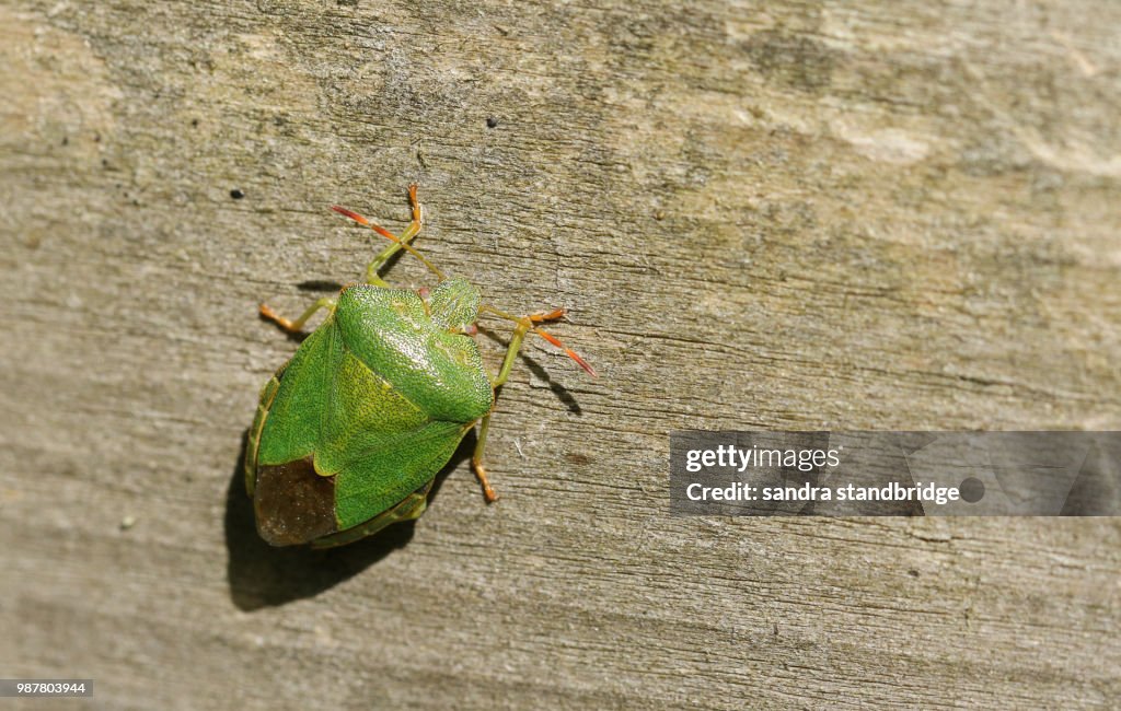 A pretty Common Green Shieldbug (Palomena prasina) perching on a wooden fence at the edge of woodland.