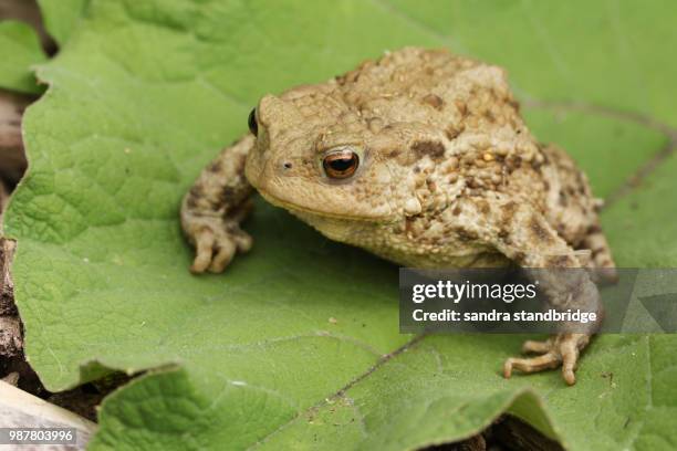 Beautiful Toad European Toad Photos and Premium High Res Pictures - Getty Images