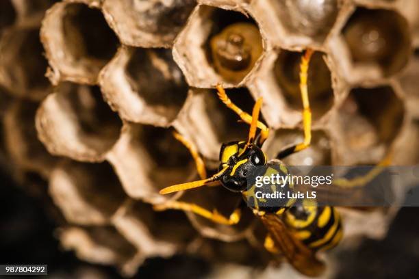 wasp at  early summer - feldwespe stock-fotos und bilder