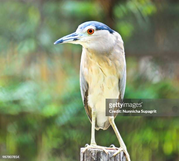 beautiful view of a bird black-crowned night heron - black bird stock pictures, royalty-free photos & images