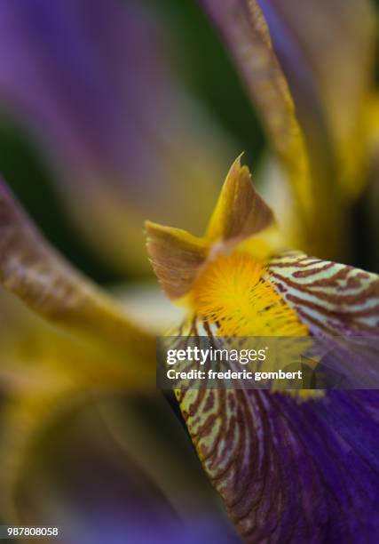 in the heart... - mandarinfish stock pictures, royalty-free photos & images