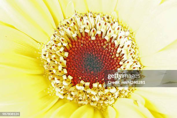 yellow blossom with staminate flower - staminate flower stock pictures, royalty-free photos & images