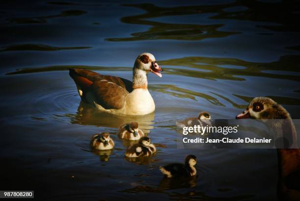 la famille canard... - famille stockfoto's en -beelden