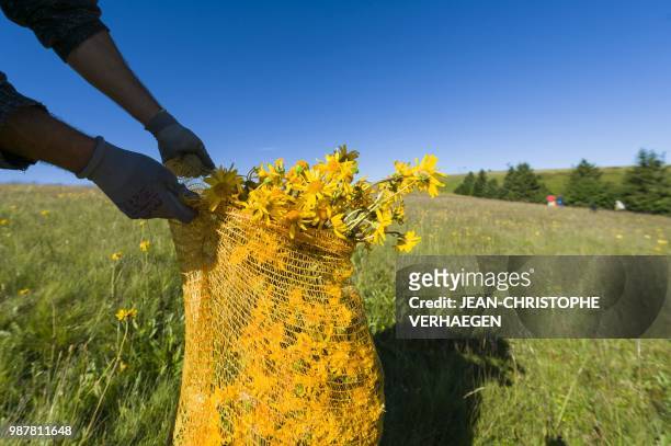 Pickers harvest arnica montana, also known as wolf's bane, on June 26, 2018 in Le Markstein, eastern France. - 80 % to 90% of the arnica montana is...