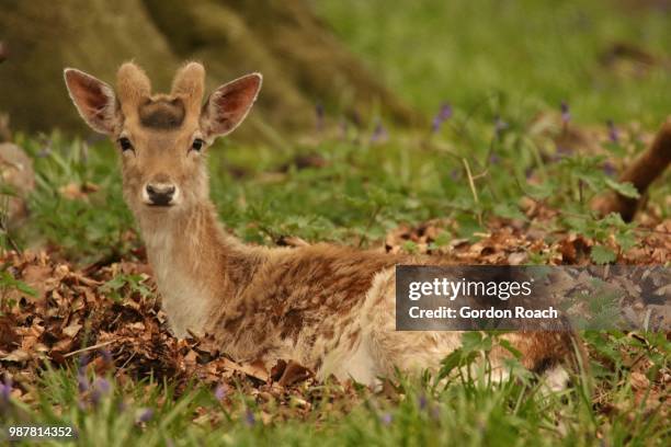 spring is comimg - artiodactyla imagens e fotografias de stock