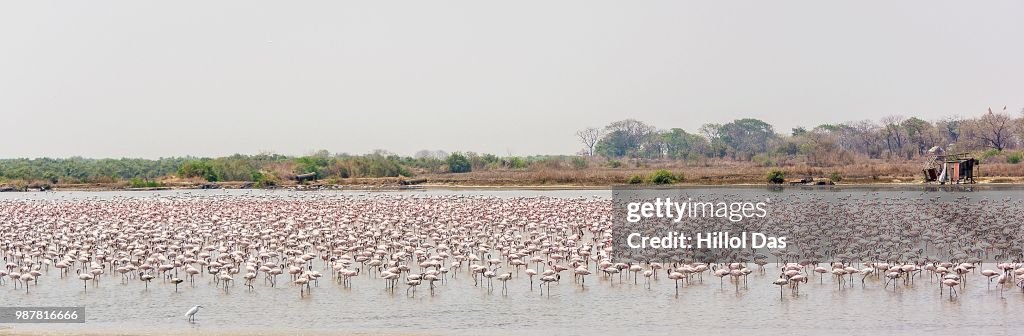 Flamingo-Panorama