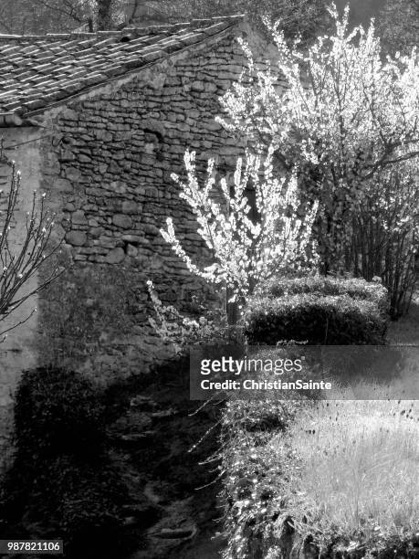 bonnieux cerisier aux pascals n&b - cerisier stock-fotos und bilder