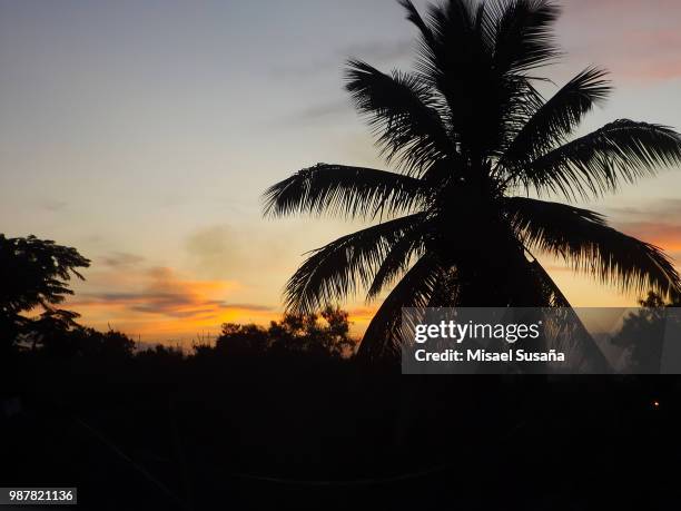 abanico tropical - abanico stock pictures, royalty-free photos & images