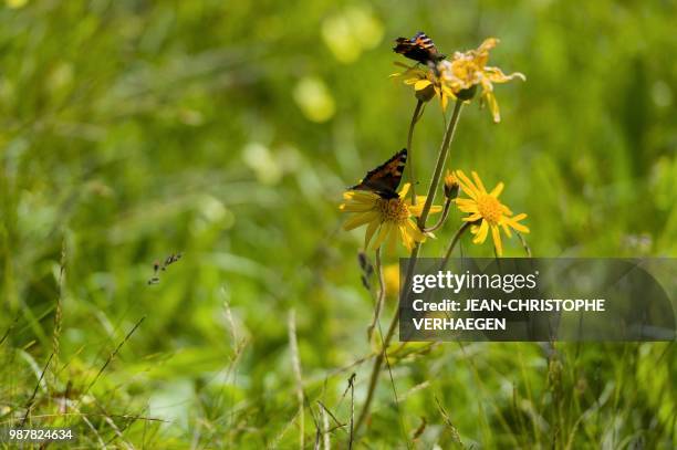 Butterflies gather pollen in a protected area of arnica montana, also known as wolf's bane is pictured on June 26, 2018 in Le Markstein, eastern...