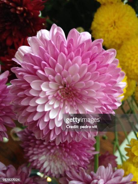 chrysanthemum - vit stockfoto's en -beelden