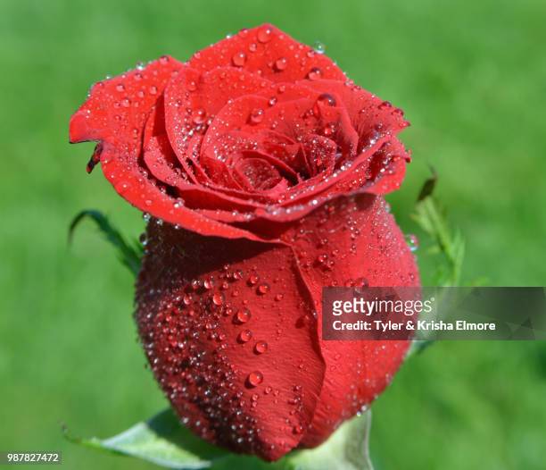 wet rose 1 - elmore stock pictures, royalty-free photos & images