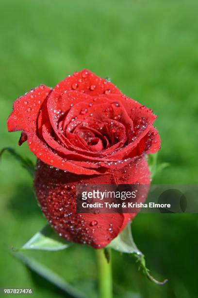 wet rose 2 - elmore stock pictures, royalty-free photos & images