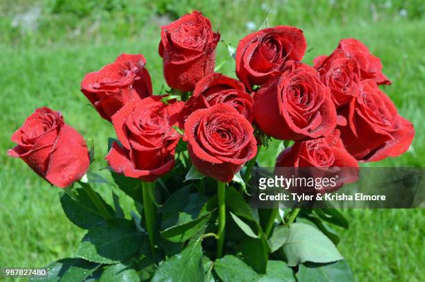dozen roses - elmore stock pictures, royalty-free photos & images