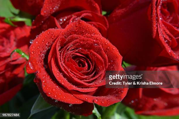 wet rose 3 - elmore stock pictures, royalty-free photos & images