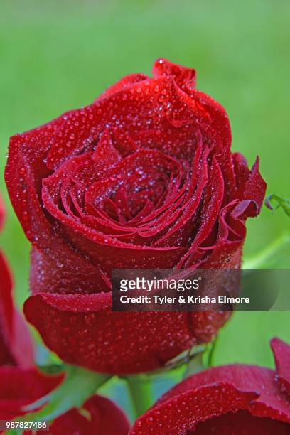 close up of wet rose - elmore stock pictures, royalty-free photos & images
