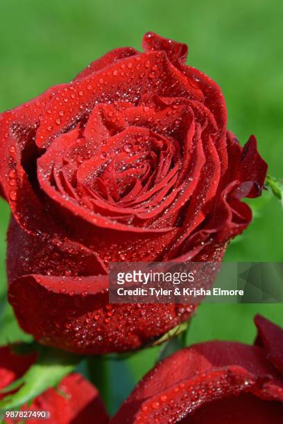 close up rose 1 - elmore stock pictures, royalty-free photos & images