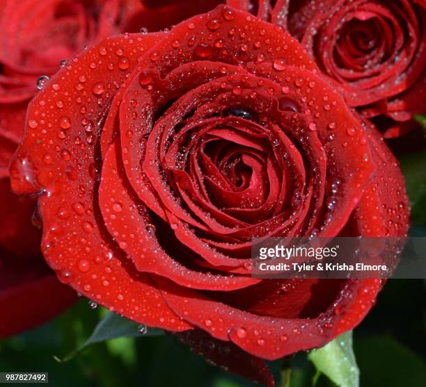 close up rose 2 - elmore stock pictures, royalty-free photos & images