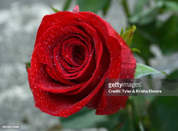 single red rose - elmore stock pictures, royalty-free photos & images